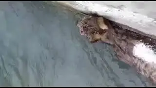 Ibex rescue from cold water in Khyber Gojal Hunza. #ibex #rescue #hunza #khyber