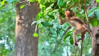 Very lovely the little monkeys playing together on the tree monkey