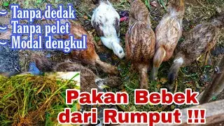 PAKAN BEBEK Rp. 0 || Tanpa dedak, tanpa bekatul, tanpa biaya!!!!!