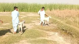 Suar, pig hunting dogs, shikar, best hunting dogs for big game, suar ka shikar 2026.
