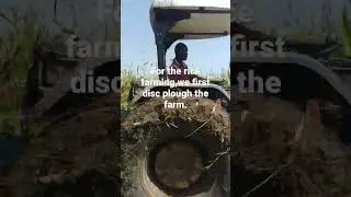 #riceplanting #ricegrowing