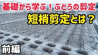 「ぶどうの作業」基礎から学ぶ！ぶどうの剪定　短梢剪定とは？〜前編〜
