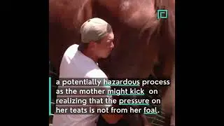 Kumis &ndash; Heavenly Horse Milk of Kyrgyzstan