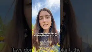 Бабочки-монархи вымрут, если мы все не посадим это растение.