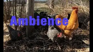 57 minutes🐥 of Chicken Ambience - Chickens  In The Leaves, Calm and Relaxing Farm Sounds good sleep.