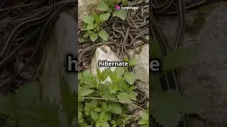 5 опасных фактов о подвязочных змеях! 🐍 #змея #подвязочнаязмея