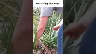 Aloe Pups: How to Separate, Propagate, and Repot for Easy Indoor Gardening