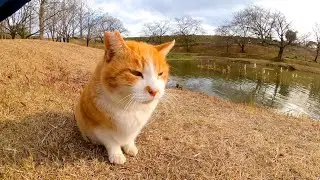 Кот, который много говорит, болтал с другим котом, но пришел погладить