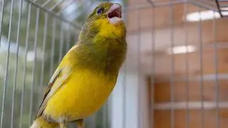 Is This the Best Spanish Timbrado Canary I&rsquo;ve Ever Owned? Canary Training Song