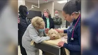 Dog rescued after 4 days stranded on frozen Detroit River
