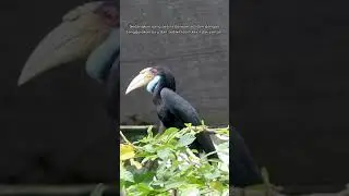 burung cucuk panjang #shorts #animals #youtubeshorts #shortvideo #binatanglangka #burungbeogacor
