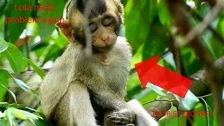 Pity poor baby Lola, Lola hurt&sick inside her body, Lola got accident again,Tourist Monkey 2107