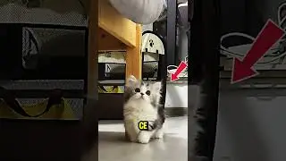 Le secret de cachette de ce chaton va vous faire craquer!