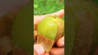 😋Kiwi fruit Cut Masala mouthwatering #village #traditional #fruitcutting #spicy #shorts #asmr #fruit