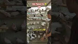 New Pigeons For Sale || Shakil Bhai Mumbai Kurla (E) Video Coming Soon 😊