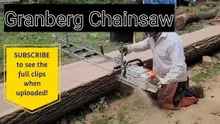 STIHL Chainsaw Granberg Cutting Black Walnut Tree #shorts  Video clips Holy Stone DRONE coming soon