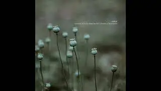 Cell - Asthenia