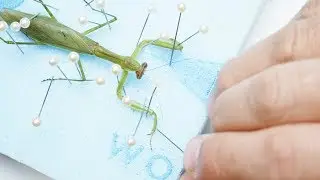 【カマキリ目/昆虫標本】オオカマキリの標本の作り方