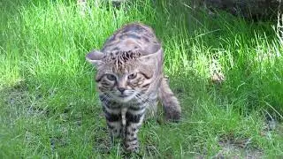 Africa's Black-Footed Cat