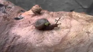 Daedalochila uvulifera (Shuttleworth, 1852) Peninsula Liptooth Snail