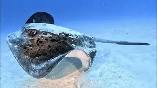 Safari diving Maldives 2026 - Adventure 2