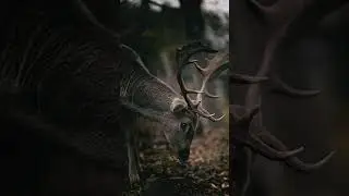 Autumn's Symphony: A Fall Hunting season 🦌🍁