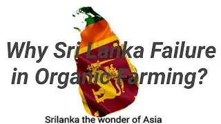 Why Organic Farming Failure in Sri Lanka? || Farm Modernization || Organic 🌻 Farming Disaster 👎