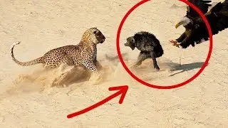 Mono Vs Guepardo // 2018 // Videos Sorprendetes