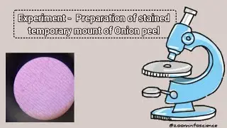 Preparation of Stained Temporary Mount of Onion Peel || Science Experiments 