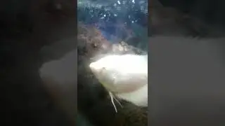 About Argenis Fish