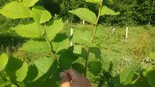 Disease Resistant Elm trees.