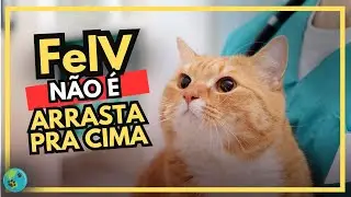 FELV: TUDO sobre a Leucemia Felina