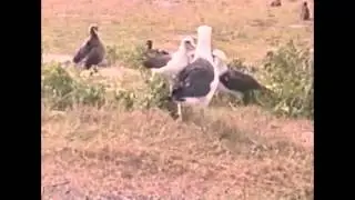 Albatross Fighting