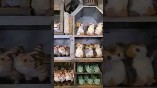 A Look At Bina's Creature Stall In Star Wars: Galaxy's Edge Disney's Hollywood Studios