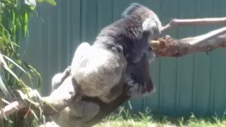 Cute Koala Hug Turns Into A Scuffle