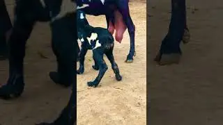 #goatfarmingkarnekatarika is very beautiful milking mother #goat