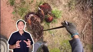 OilPalm Cam Stick - Big Thing Video Pitching