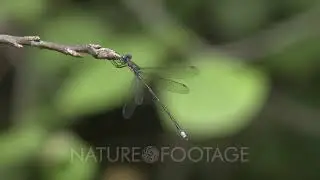 Spreadwing Damselfly,Swamp Spreadwing Resting on Tip of Branch