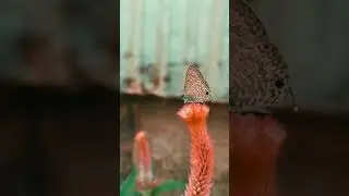 butterfly slow motion