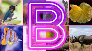 Animals Starting With B || Amazing Animals And Birds Starting with B