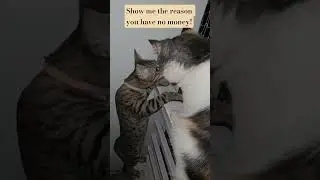 CAT MELTS HEARTS! 😻❤️ | cute cat videos 🐾#catsoftwitter #cutecat #felinefun #viralvideo #shortsviral