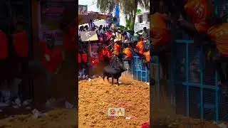 #shorts #king #bull #cow#cattle #animals #love #goat #shortvideo