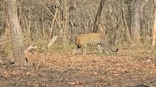 Mating pair  leopard kabini