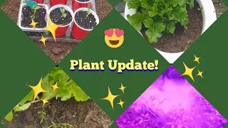 🌱Growing Update🌱 #growingincontainers