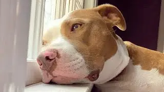 Woman was advised not to help this dog because of his breed