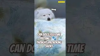 Can Dogs Feel Time Passing? 🐾  Thought-Provoking Short