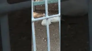 Subscribe To Dolan Dark