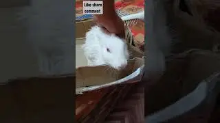 Rabbit after bath.#shorts #rabbit