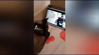Cat reacting to viral cat jamming Part 2 - pari papa piripipi