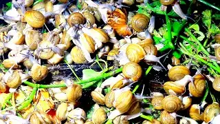 🐌 Snail eat papaya fruits 🐌 No AI this video real